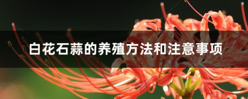 白花石蒜的养殖方法和注意事项