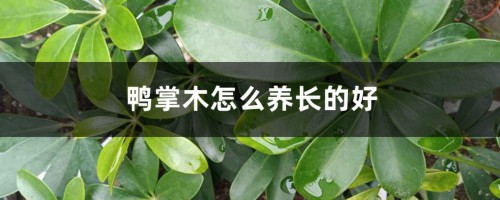 鸭掌木怎么养长的好