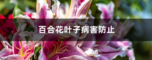 百合花叶子病害防治